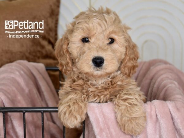 Miniature Goldendoodle 2nd Gen-Dog-Male-Golden-5449-Petland Lee's Summit, MO