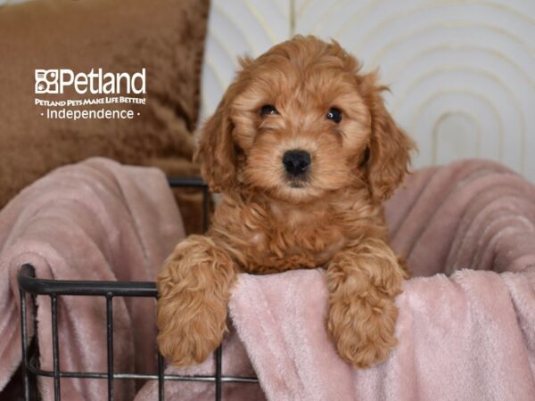 Miniature Goldendoodle 2nd Gen-Dog-Female-Golden-5450-Petland Lee's Summit, MO