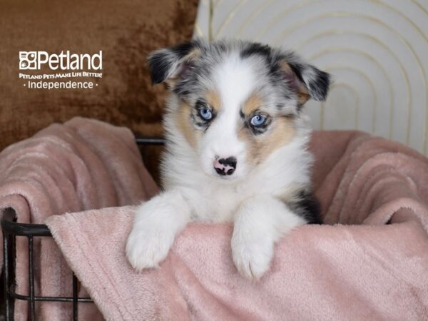 Miniature Australian Shepherd-Dog-Female-Blue Merle-5452-Petland Lee's Summit, MO