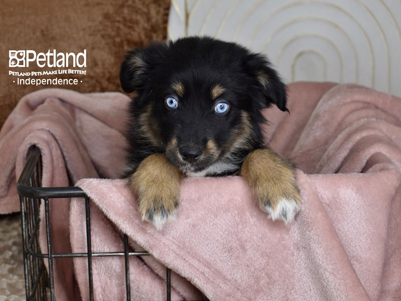 [#5453] Black Tri Female Miniature Australian Shepherd Puppies For Sale #2