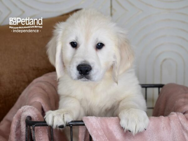 Golden Retriever-Dog-Male-Light Golden-5456-Petland Lee's Summit, MO