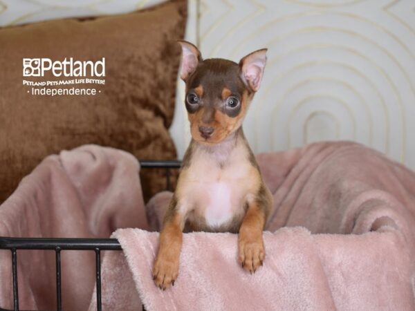Miniature Pinscher-Dog-Female-Chocolate & Tan-5443-Petland Lee's Summit, MO