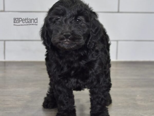 Miniature Goldendoodle 2nd Gen-Dog-Male-Black-617-Petland Lee's Summit, MO