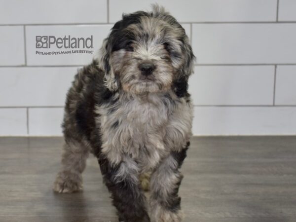 Miniature Goldendoodle 2nd Gen-Dog-Male-Blue Merle-618-Petland Lee's Summit, MO