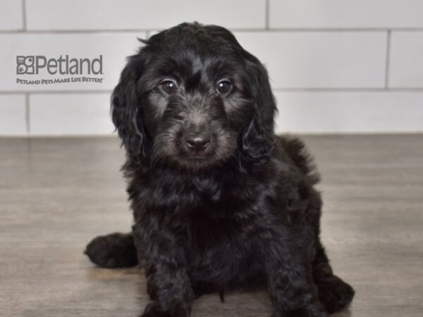 Miniature Goldendoodle 2nd Gen-Dog-Female-Black-619-Petland Lee's Summit, MO