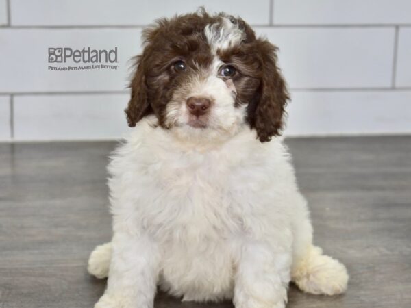 [#620] Chocolate & White Female Miniature Goldendoodle 2nd Gen Puppies For Sale