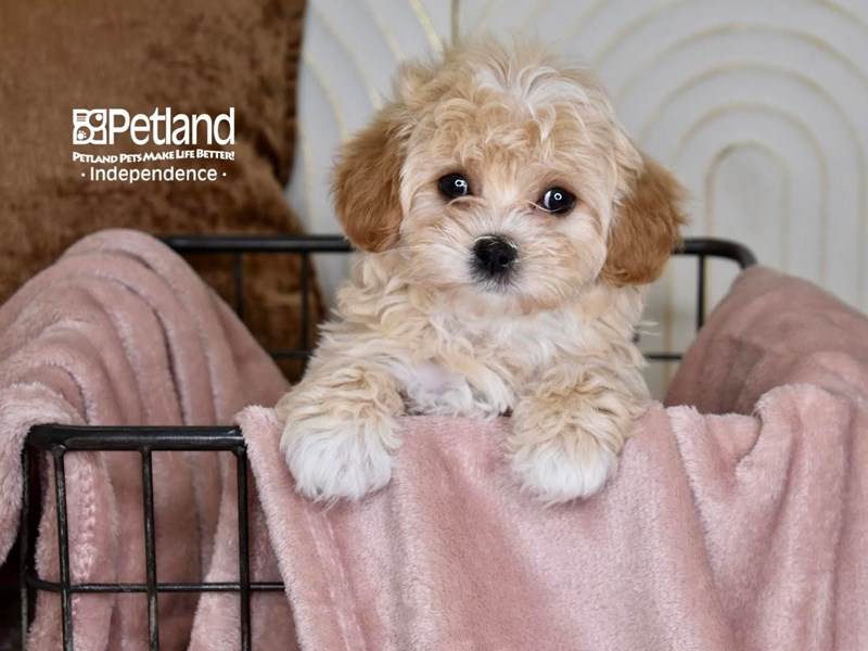 [#5459] Apricot Female Shih Poo Puppies For Sale #2