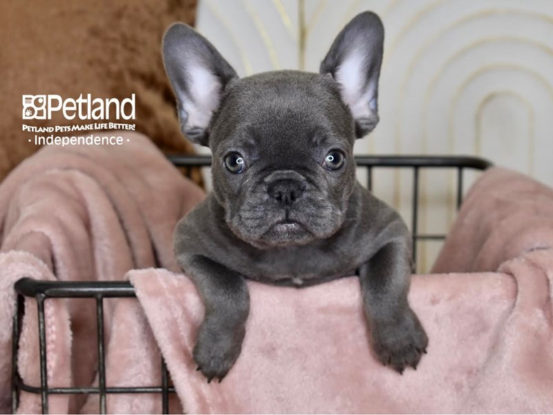 [#5460] Blue Female French Bulldog Puppies For Sale #2