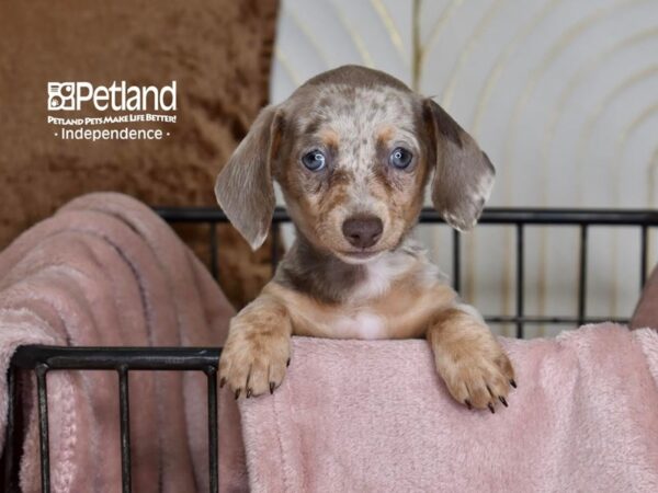 Dachshund-Dog-Female-Lilac Dapple-5463-Petland Lee's Summit, MO