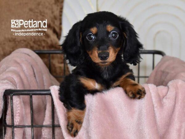 Dachshund-Dog-Female-Black & Tan, Long Haired-5464-Petland Lee's Summit, MO