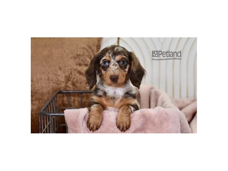 [#631] Chocolate Dapple, Long Haired Female Dachshund Puppies For Sale #2