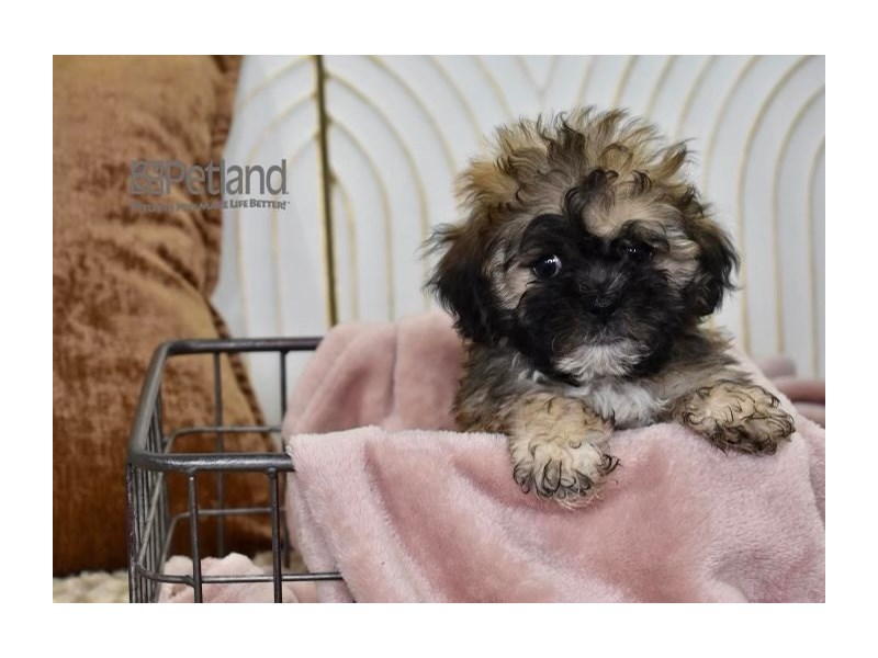 [#629] Brown Male Zuchon Puppies For Sale #2