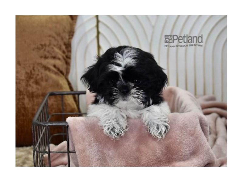 [#630] Black & White Male Shih Tzu Puppies For Sale