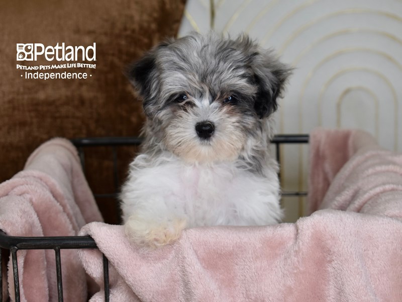 [#5467] Merle & White Male Maltipoo Puppies For Sale #2