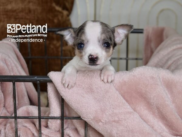 Chihuahua-Dog-Male-Merle & White-5481-Petland Lee's Summit, MO