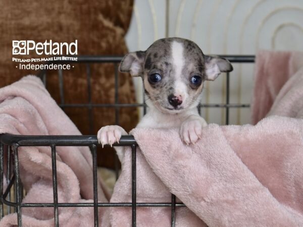 Chihuahua-Dog-Female-Merle & White-5483-Petland Lee's Summit, MO