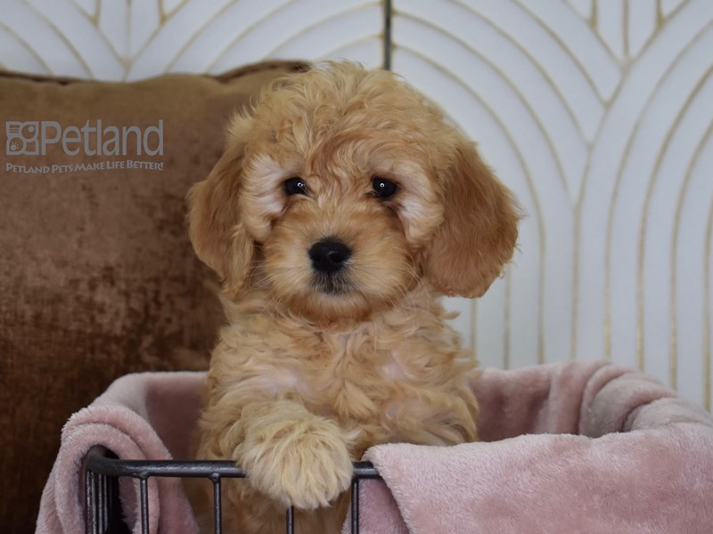 [#636] Golden Male Miniature Goldendoodle Puppies For Sale #2