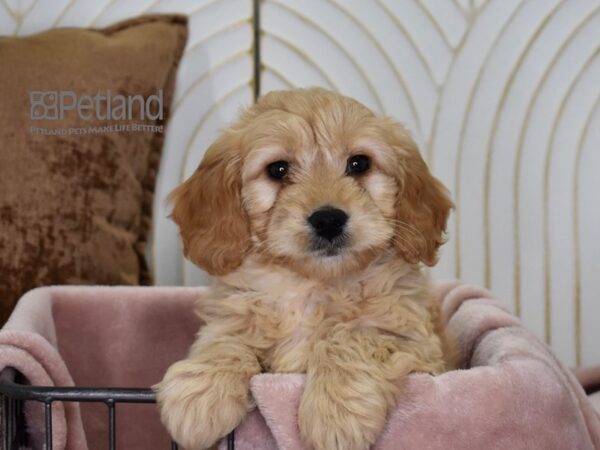 [#640] Golden Female Miniature Goldendoodle Puppies For Sale