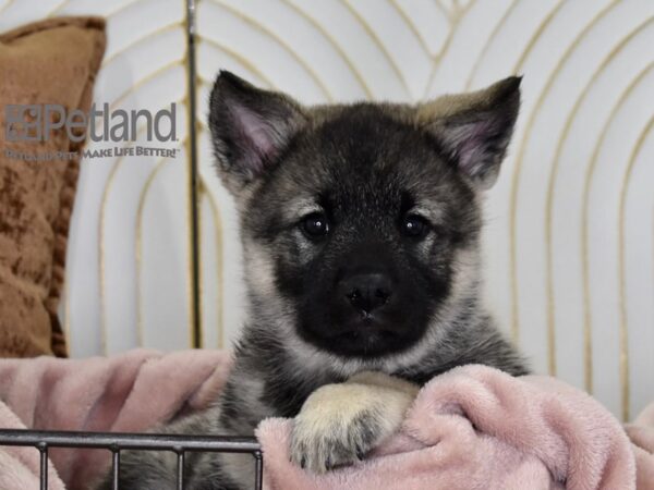 [#641] Gray Black & Silver Male Norwegian Elkhound Puppies For Sale