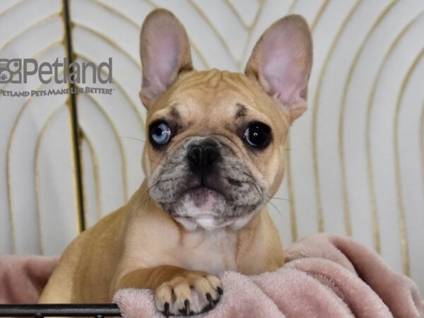 [#634] Fawn Merle Female French Bulldog Puppies For Sale