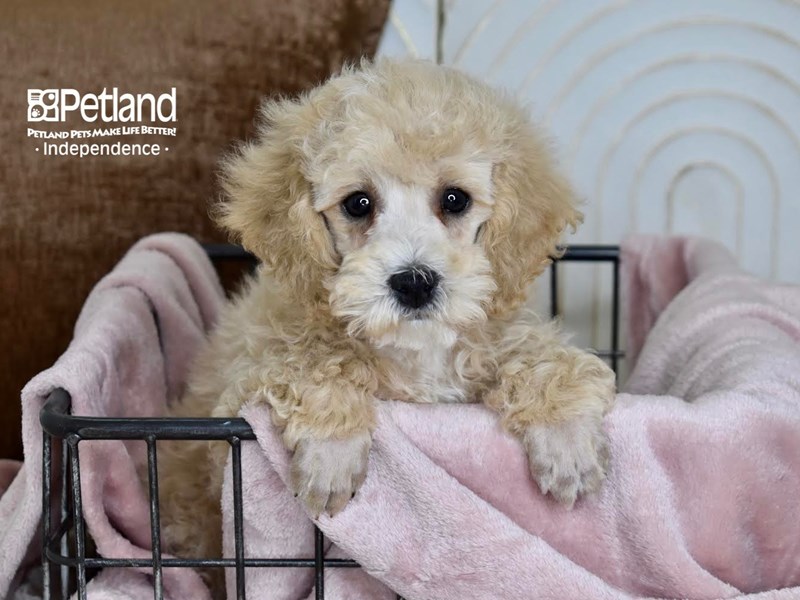 [#5473] Apricot Male Miniature Poodle Puppies For Sale #2
