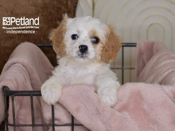 [#5469] Brown & White Male Cavapoo Puppies For Sale