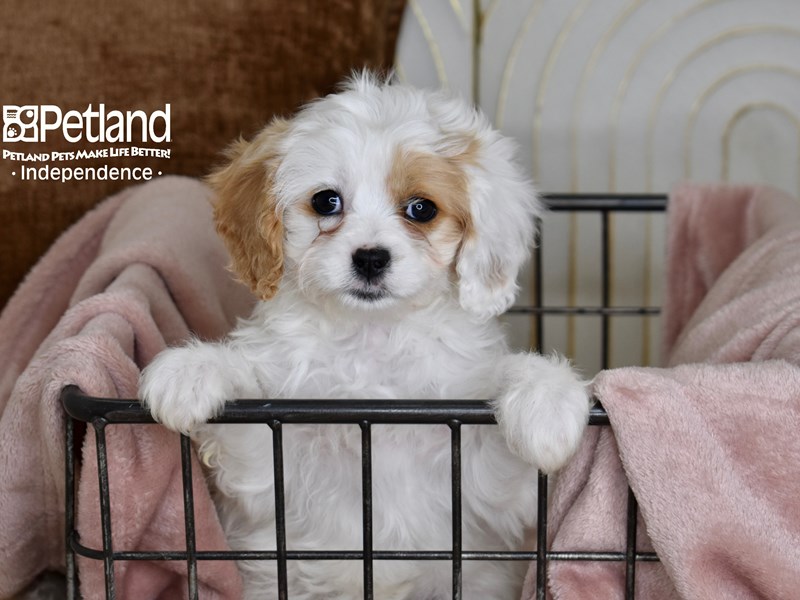 [#5471] Brown & White Female Cavapoo Puppies For Sale #2