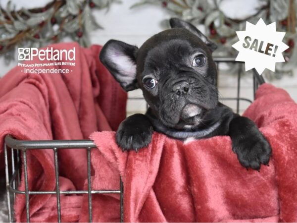 French Bulldog-Dog-Male-Brindle-5353-Petland Lee's Summit, MO