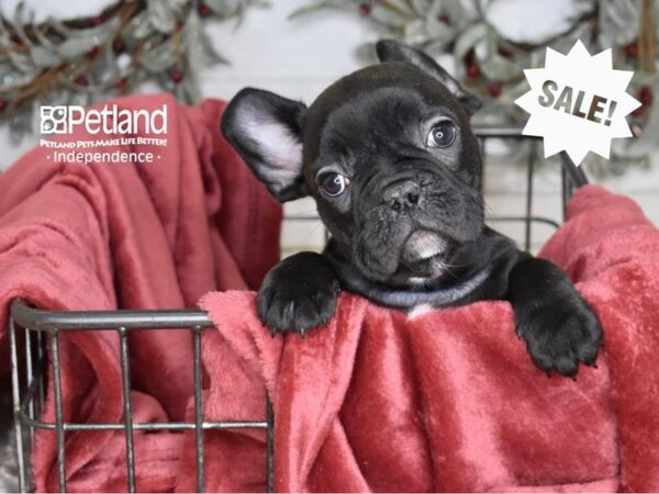 [#5353] Brindle Male French Bulldog Puppies For Sale