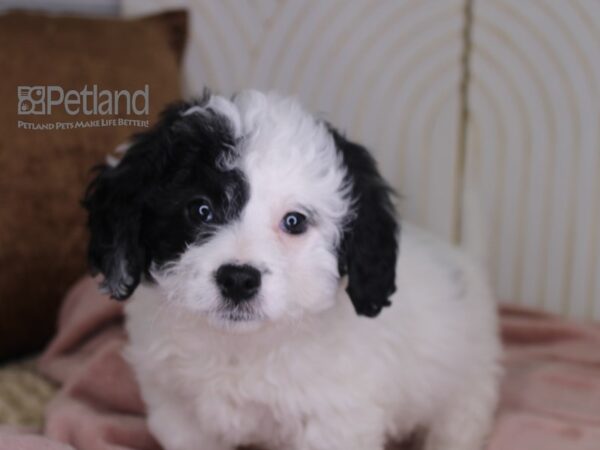 [#649] Black & White Female Miniature Bernedoodle 2nd Gen Puppies For Sale