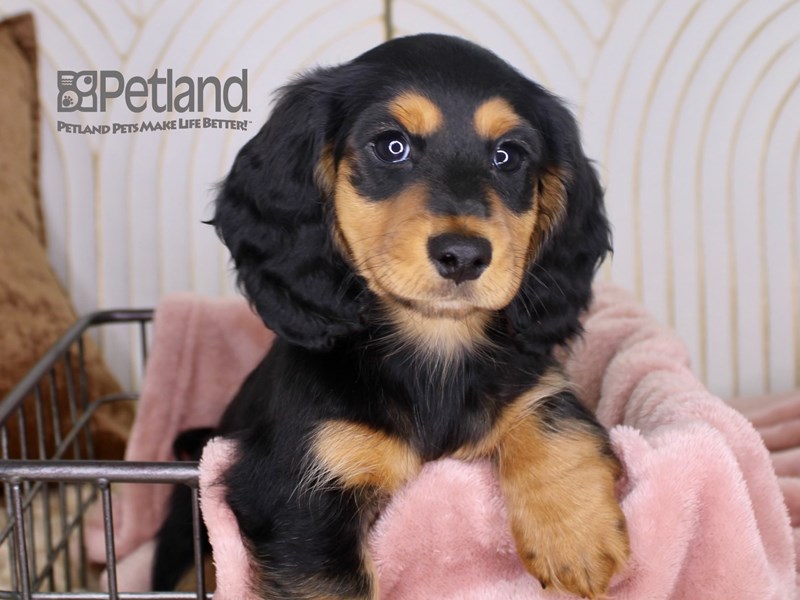 [#644] Black & Tan Male Dachshund Puppies For Sale #2