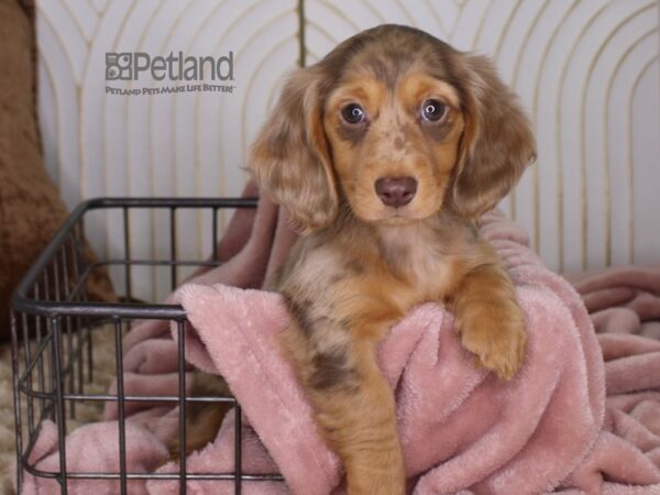 Dachshund-Dog-Female-Chocolate Dapple-646-Petland Lee's Summit, MO