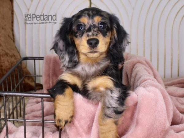 Dachshund-Dog-Female-Blue Dapple-647-Petland Lee's Summit, MO