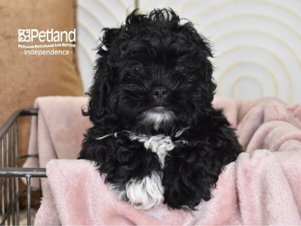 [#5504] Black Male Pekeapoo Puppies For Sale