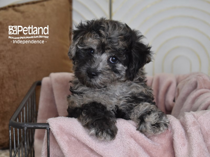 [#5499] Blue Merle Male Bichon Poo Puppies For Sale #2