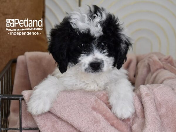 [#5487] Black & White Male Miniature Bernedoodle 2nd Gen Puppies For Sale