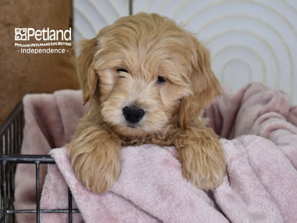 Miniature Goldendoodle-Dog-Male-Golden-5485-Petland Lee's Summit, MO