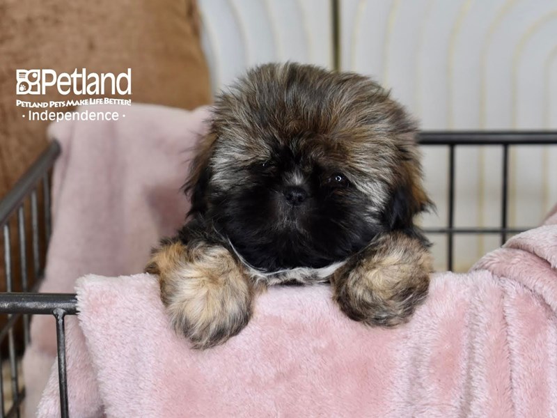 [#5510] Gray Sable Female Shih Tzu Puppies For Sale #2