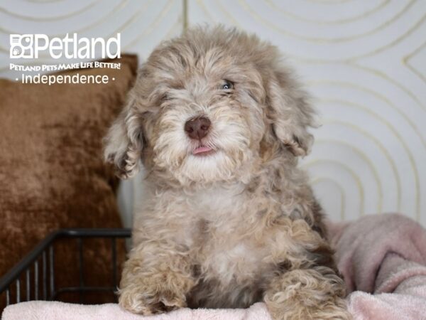 [#5523] Chocolate Merle Female Miniature Goldendoodle 2nd Gen Puppies For Sale