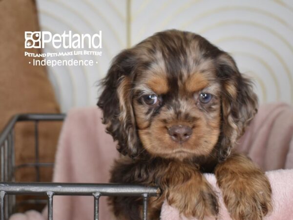 [#5520] Chocolate Merle Female Cocker Spaniel Puppies For Sale