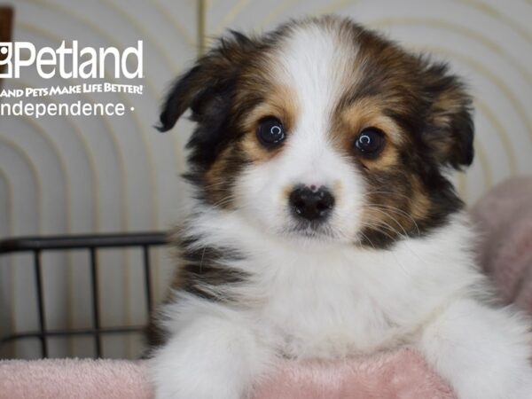 Toy Australian Shepherd-Dog-Male-Sable-5517-Petland Lee's Summit, MO