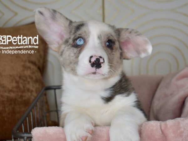[#5516] Merle Male Cardigan Welsh Corgi Puppies For Sale