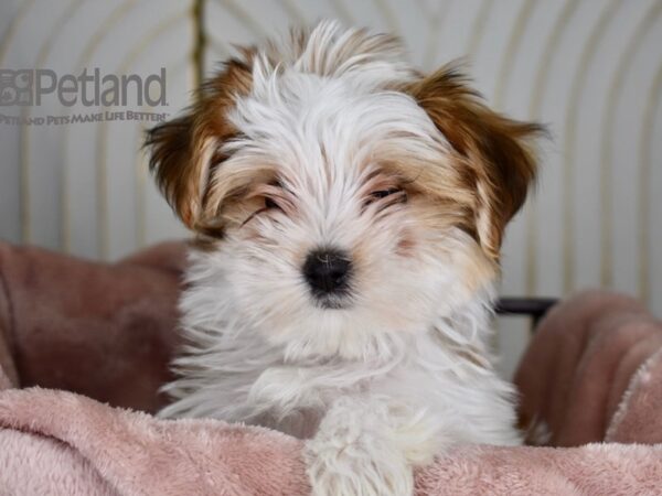 [#666] Tan & White Female Morkie Puppies For Sale