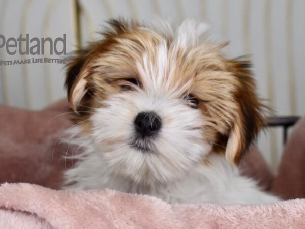 Morkie-Dog-Female-Tan & White-667-Petland Lee's Summit, MO