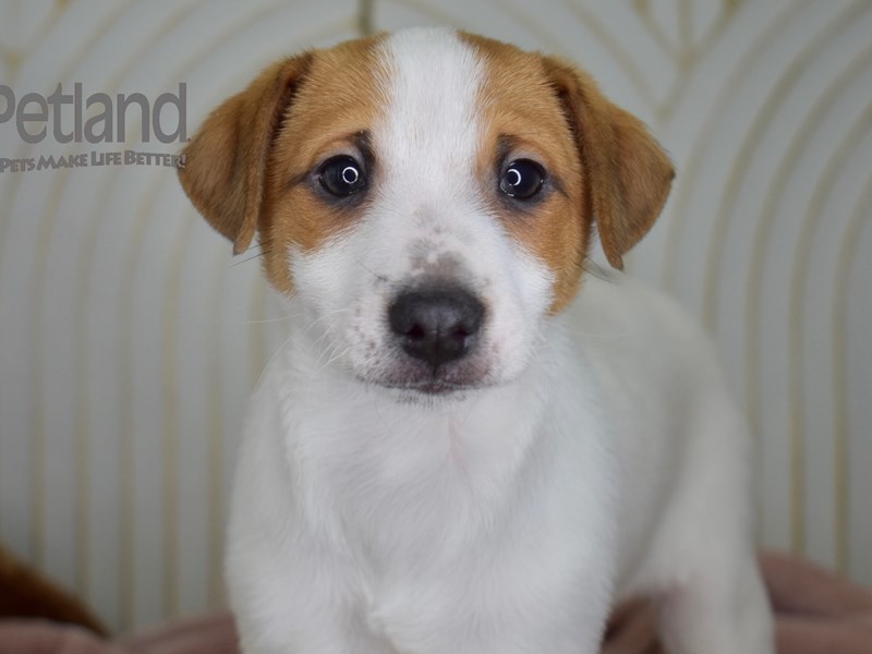 [#661] Male Jack Russell Terrier Puppies For Sale #2