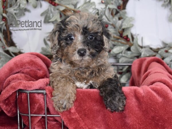 Poodle-Dog-Male-Merle-604-Petland Lee's Summit, MO