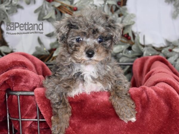 Poodle-Dog-Female-Merle-605-Petland Lee's Summit, MO
