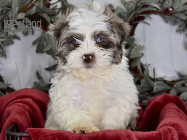 Shih Poo-Dog-Male-Merle Parti-599-Petland Lee's Summit, MO