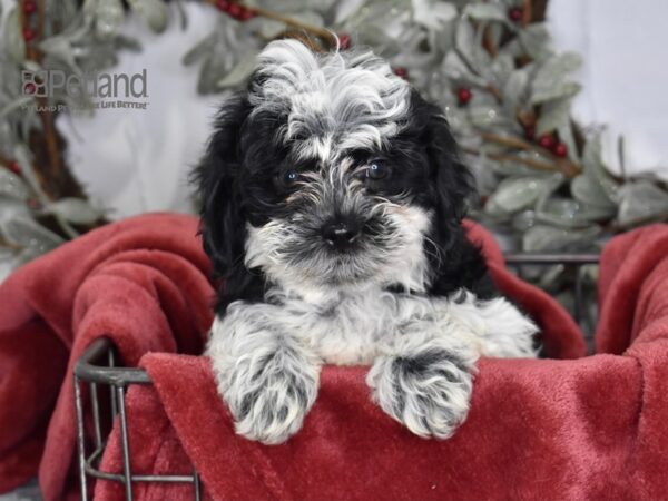 Shih Poo-Dog-Female-Black & White-601-Petland Lee's Summit, MO