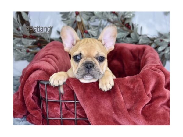French Bulldog-Dog-Female-Fawn Merle-614-Petland Lee's Summit, MO